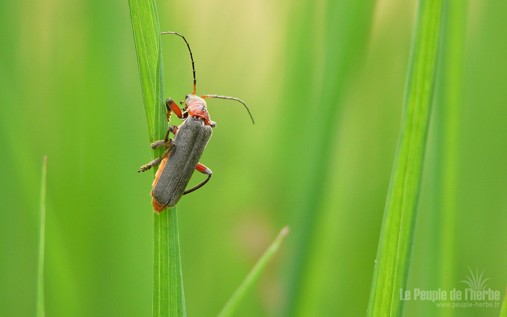 Fond d'écran insecte 1680x1050 : Téléphore moine