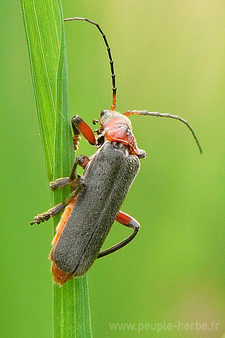 Fond d'écran insecte 320x480 iPhone : Téléphore moine