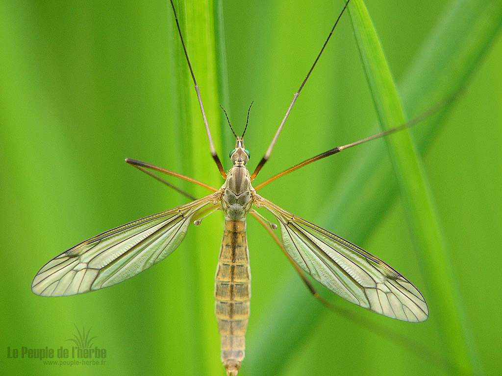 Fond d'écran insecte 1024x768 : Tipule