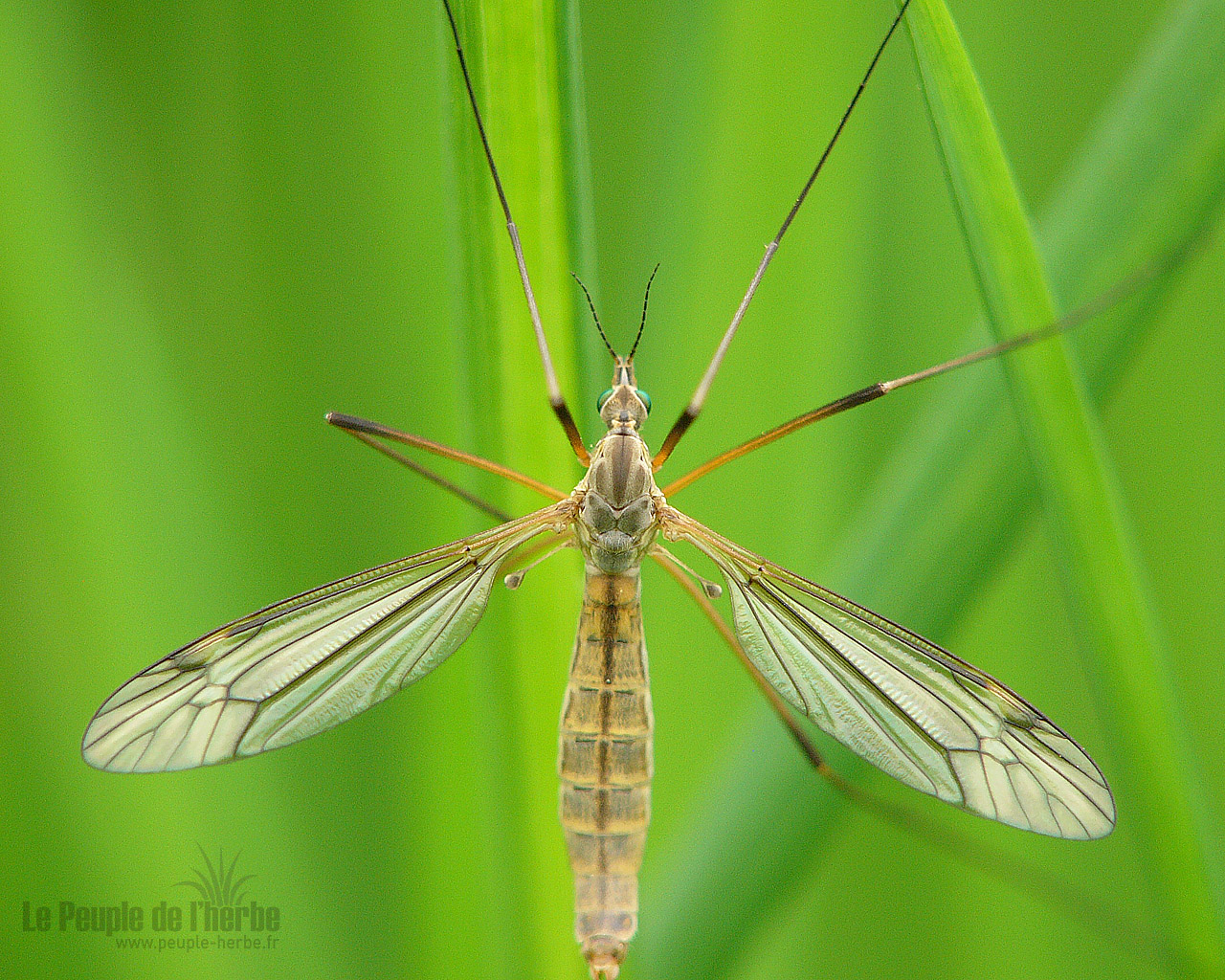 Fond d'écran insecte 1280x1024 : Tipule