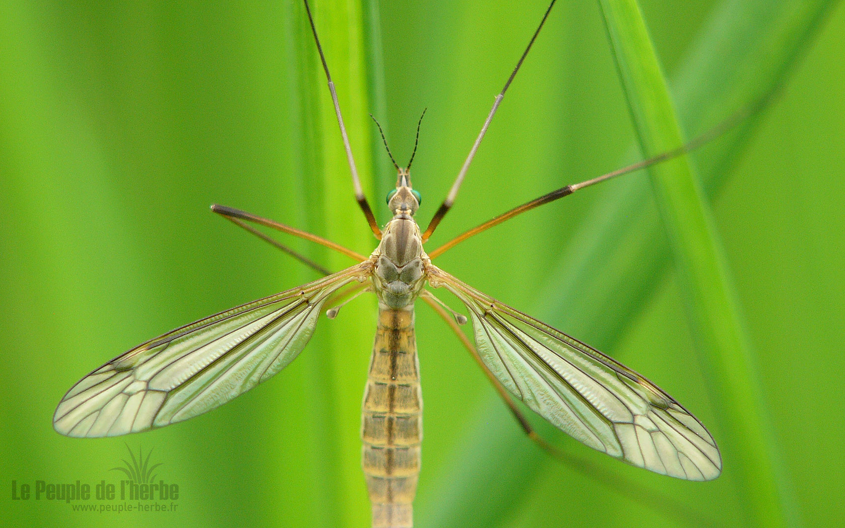 Fond d'écran insecte 1680x1050 : Tipule