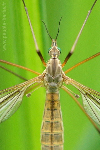 Fond d'écran insecte 320x480 iPhone : Tipule