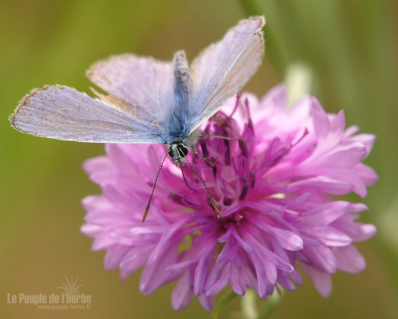 Fond d'écran papillon 1280x1024 : Argus bleu