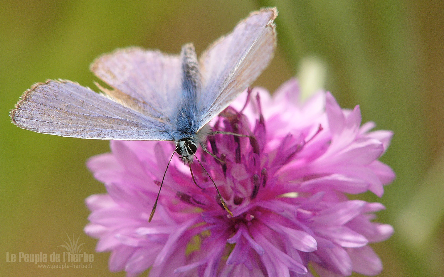 Fond d'écran papillon 1440x900 : Argus bleu