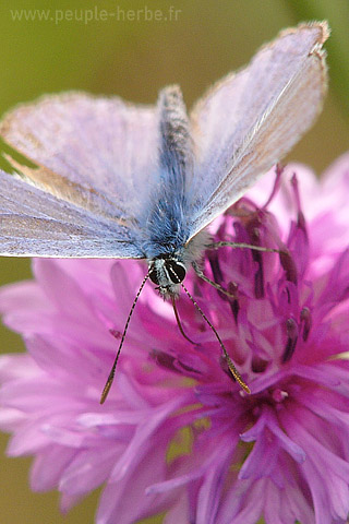 Fond d'écran papillon 320x480 iPhone : Argus bleu