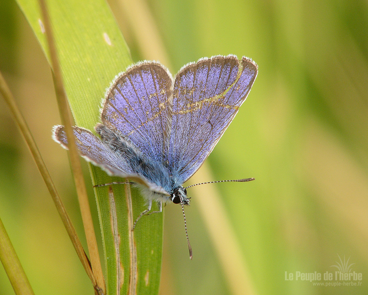 Fond d'écran papillon 1280x1024 : Demi-Argus