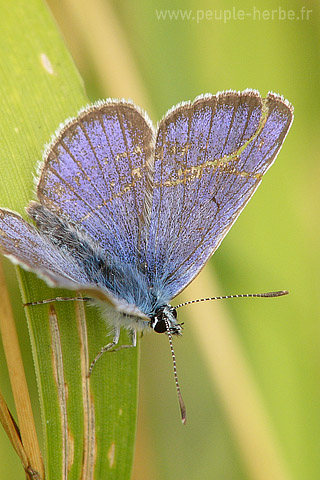 Fond d'écran papillon 320x480 iPhone : Demi-Argus