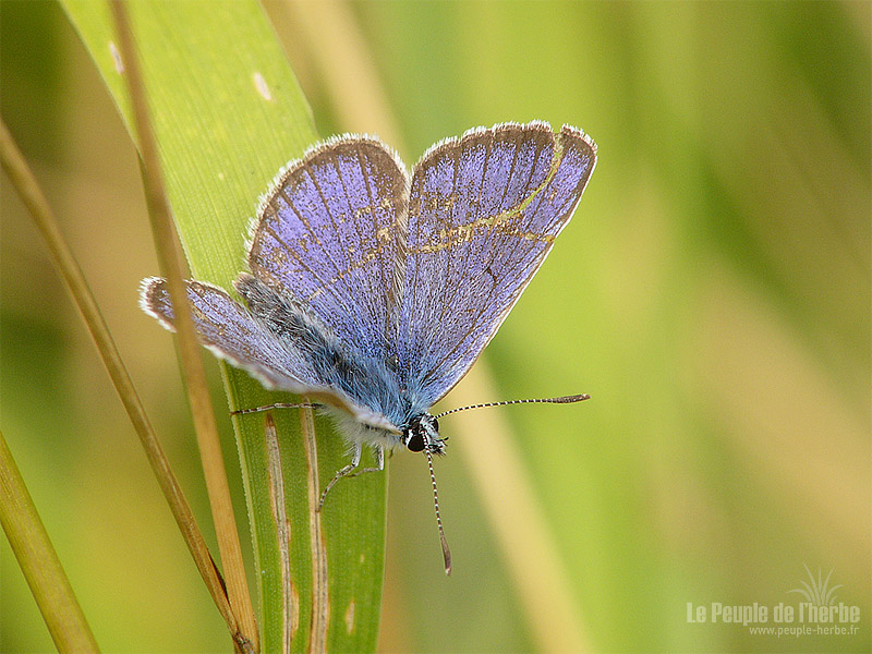 Fond d'écran papillon 800x600 : Demi-Argus