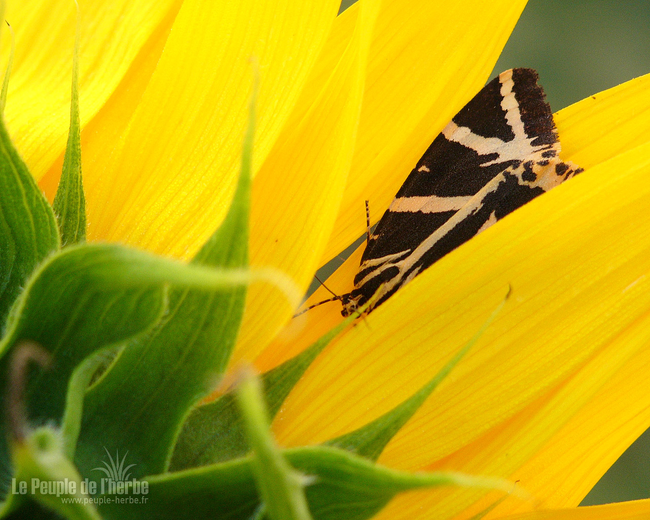 Fond d'écran papillon 1280x1024 : Ecaille chinée