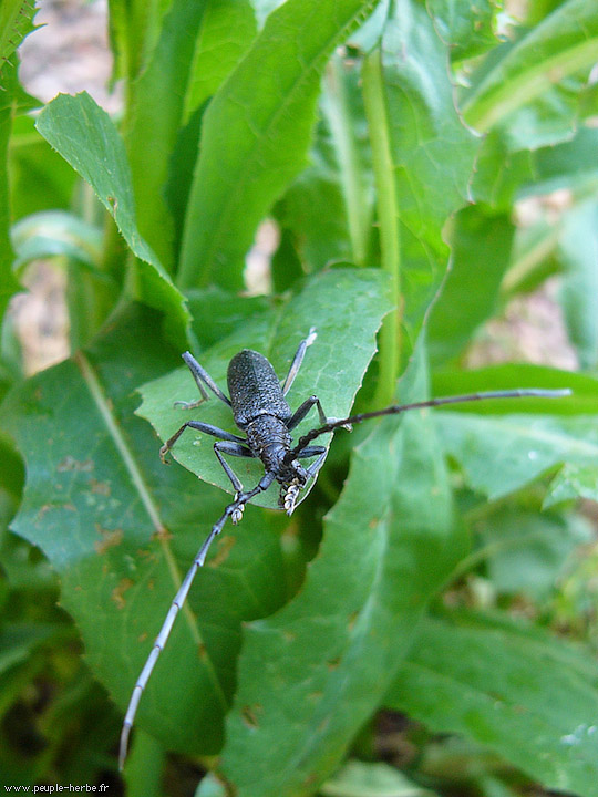 Photo macro insecte Petit capricorne (Cerambyx scopolii)