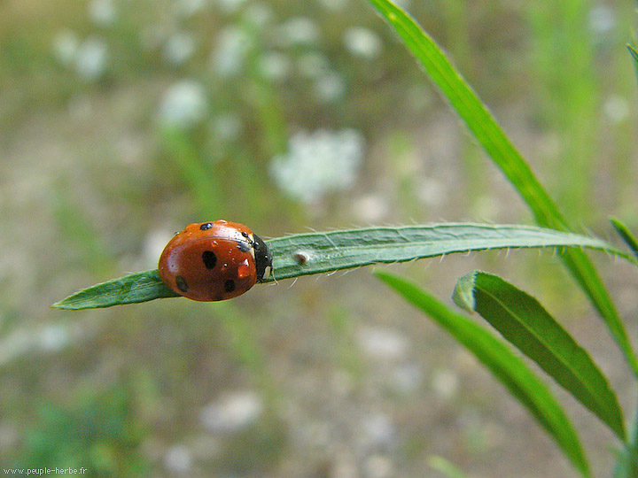 Photo macro insecte Coccinelle à 7 points (Coccinella 7 punctata)