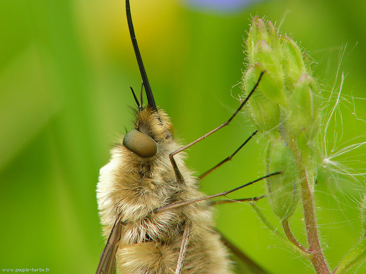 Photo macro insecte Grand bombyle (Bombylius major)