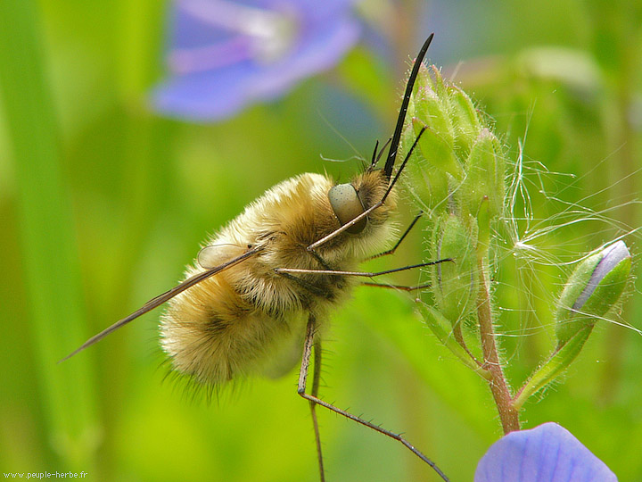 Photo macro insecte Grand bombyle (Bombylius major)