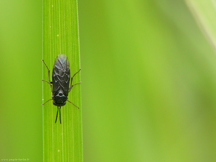 Photo macro Insecte