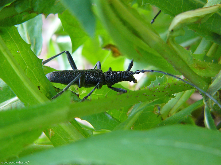 Photo macro insecte Petit capricorne (Cerambyx scopolii)