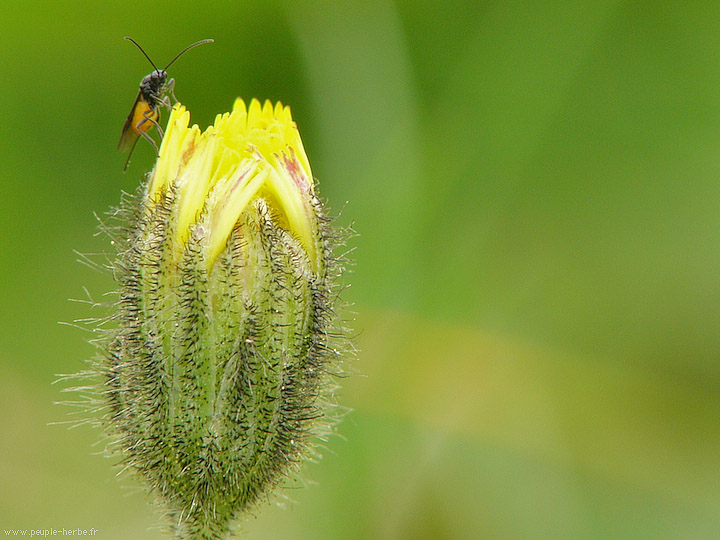 Photo macro Insecte