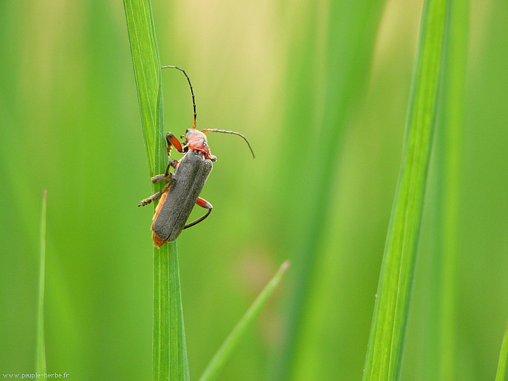 Photo macro insecte Téléphore moine (Cantharis rustica)