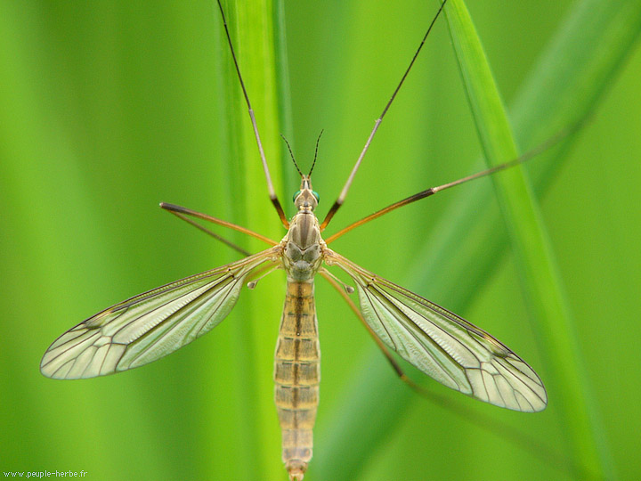 Photo macro insecte Tipule (Tipula maxima)