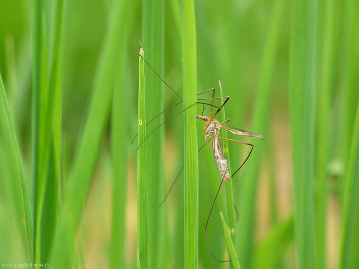 Photo macro insecte Tipule (Tipula maxima)