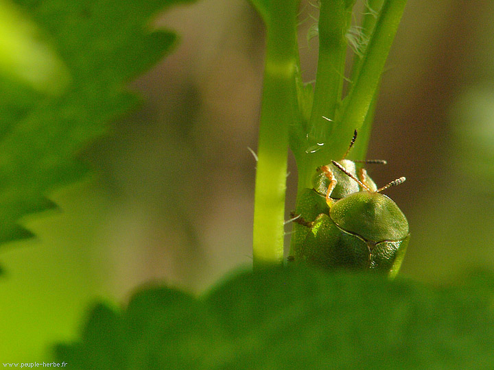 Photo macro insecte Casside verte (Cassida viridis)