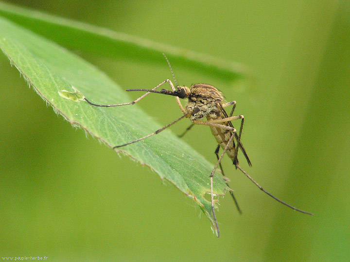 Photo macro Insecte