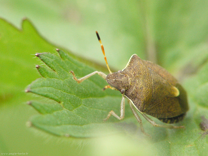 Photo macro insecte Punaise des baies (Dolycoris baccarum)