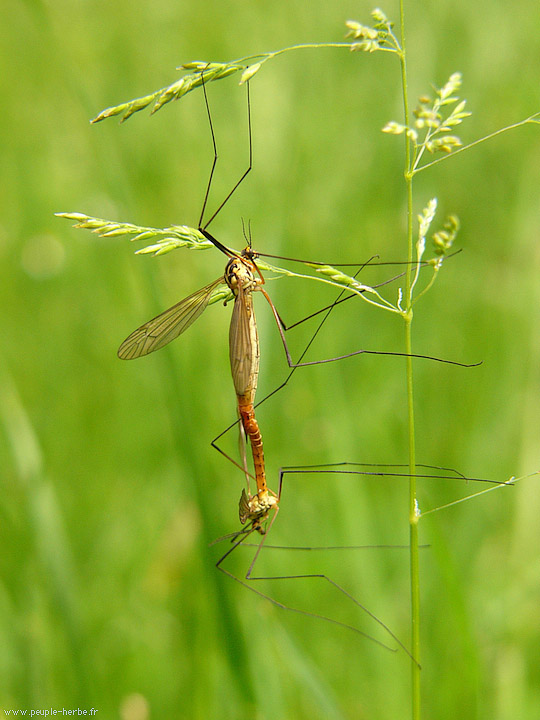 Photo macro insecte Tipule (Tipula maxima)