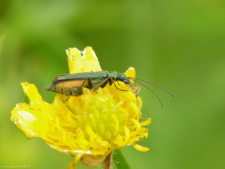 Photo macro insecte Oedémère noble femelle (Oedemera nobilis)