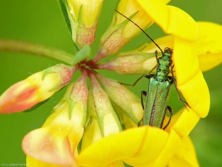 Photo macro insecte Oedémère noble femelle (Oedemera nobilis)