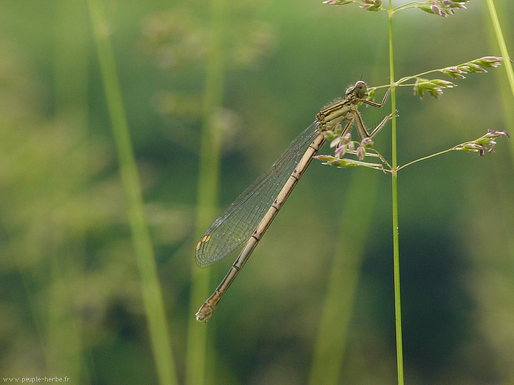 Photo macro insecte Agrion à larges pattes femelle (Platycnemis pennipes)