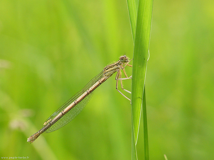 Photo macro insecte Agrion à larges pattes femelle (Platycnemis pennipes)