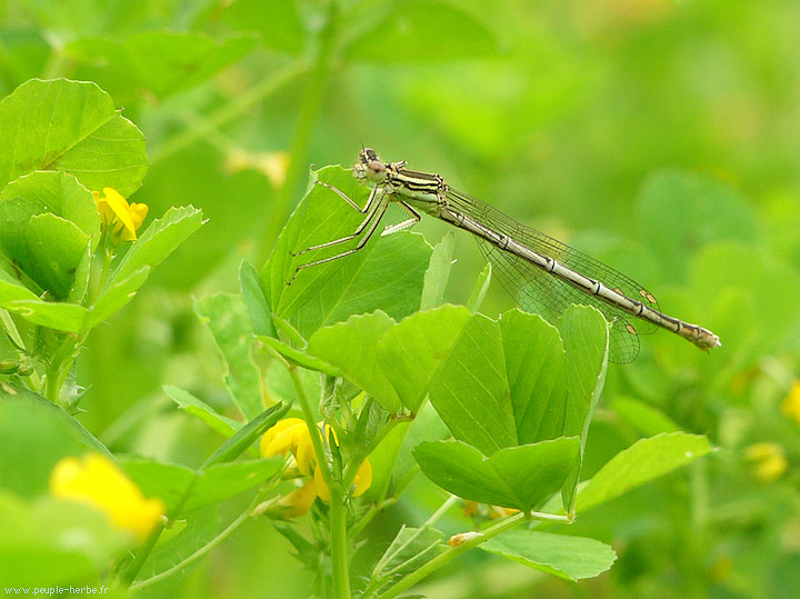 Photo macro insecte Agrion à larges pattes femelle (Platycnemis pennipes)