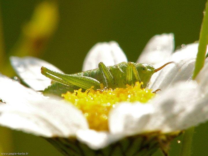 Photo macro Sauterelle