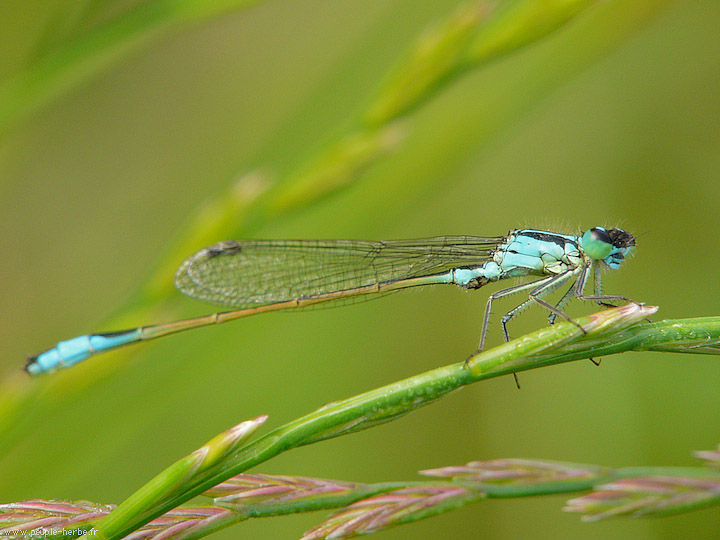 Photo macro insecte Agrion élégant (Ischnura elegans)