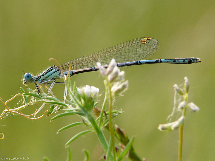 Photo macro insecte Agrion à larges pattes mâle (Platycnemis pennipes)