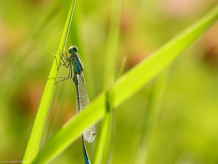 Photo macro insecte Agrion élégant (Ischnura elegans)