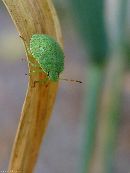 Photo macro insecte Punaise verte ponctuée (Nezara viridula)