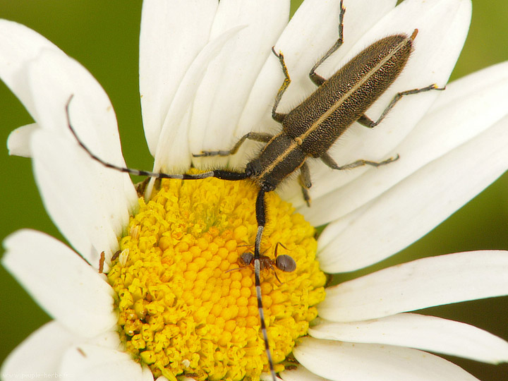 Photo macro insecte Agapanthie des chardons (Agapanthia cardui)