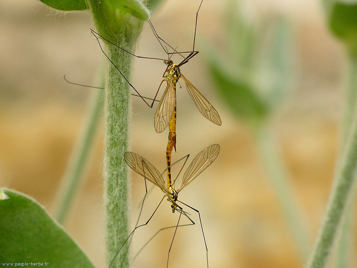 Photo macro insecte Tipule (Tipula maxima)