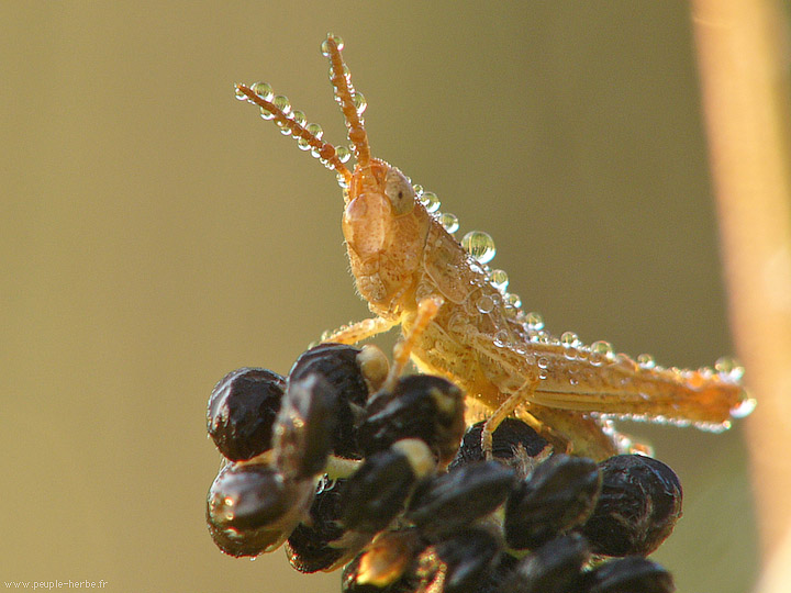 Photo macro Criquet