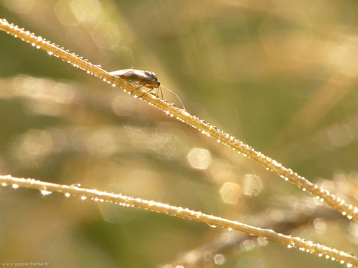 Photo macro Insecte