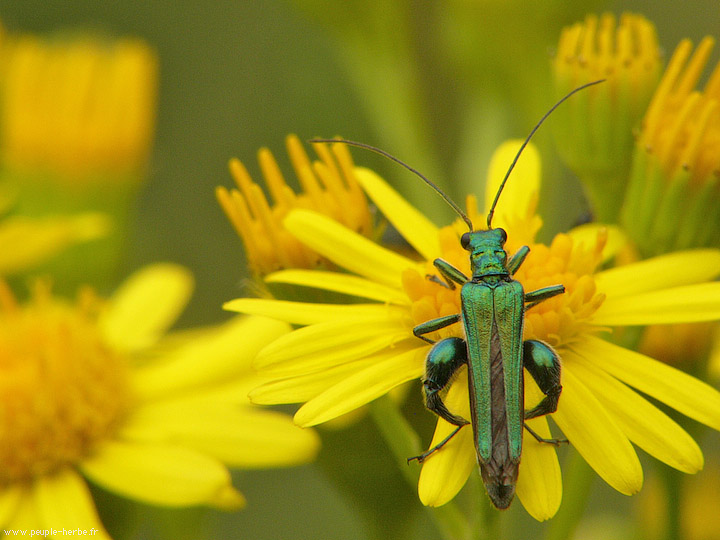 Photo macro insecte Oedémère noble mâle (Oedemera nobilis)