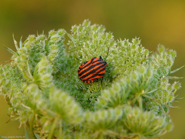 Photo macro insecte Punaise arlequin (Graphosoma lineatum)