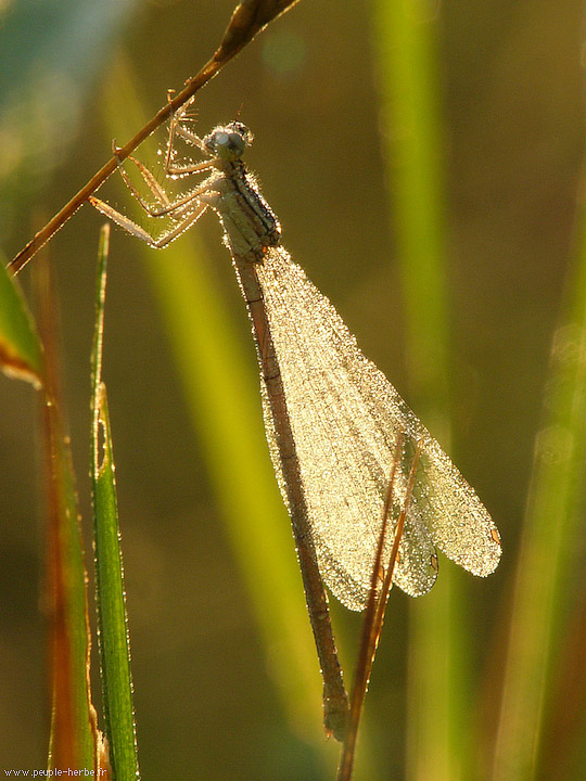 Photo macro insecte Agrion à larges pattes (Platycnemis pennipes)