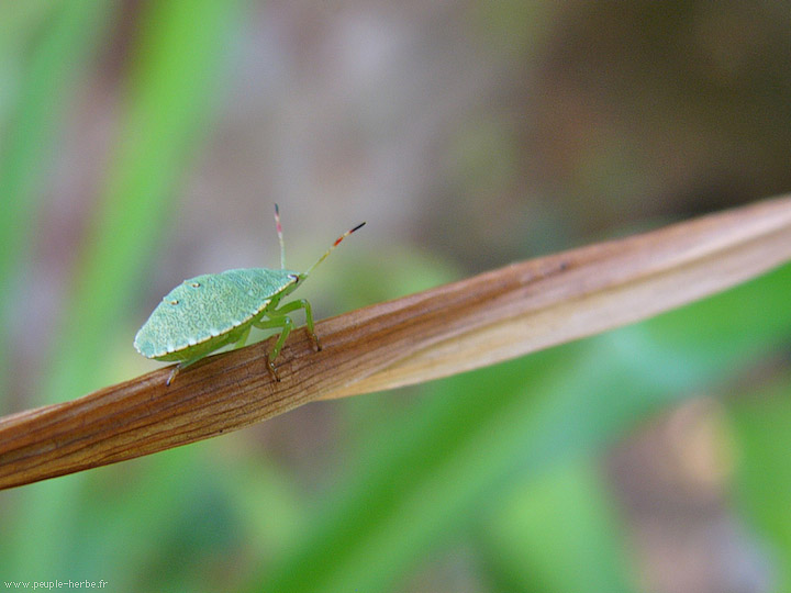 Photo macro insecte Punaise verte ponctuée (Nezara viridula)