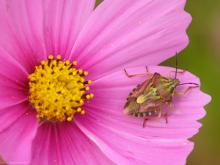 Photo macro insecte Punaise des baies (Dolycoris baccarum)