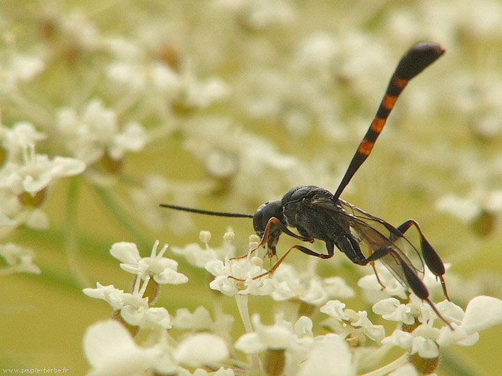 Photo macro insecte Gastéruption à javelot (Gasteruption jaculator)