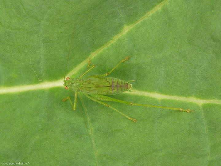 Photo macro Sauterelle (Tettigoniidae)