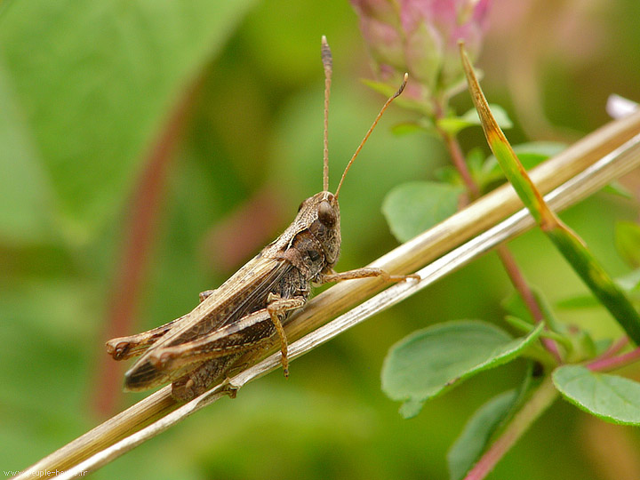 Photo macro insecte Criquet roux (Gomphocerus rufus)