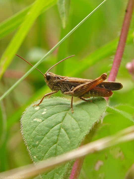 Photo macro insecte Criquet (Chorthippus sp.)